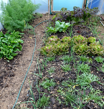 february in the polytunnel - salad leaves, spinach and fennel for picking: garlic for later.